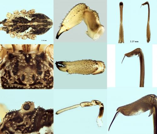 Réf. 218 071 : Mitopus morio